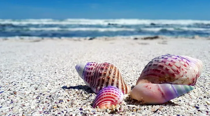 Sea Shells: Nature’s Oceanic Gems...!!!