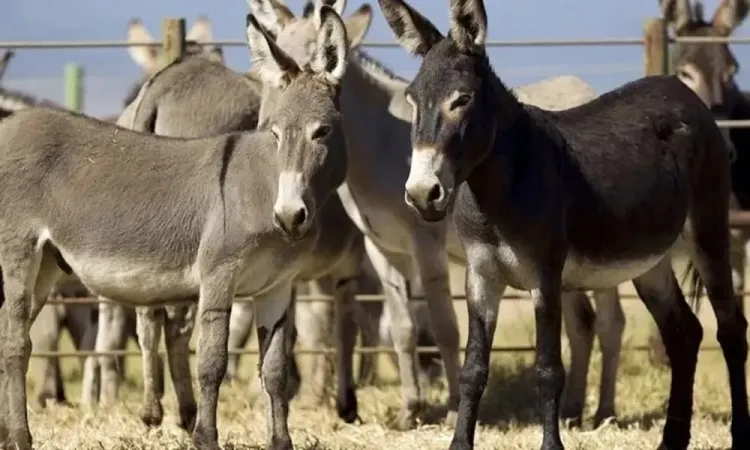 Pakistan Initiates Donkey Slaughterhouse Operations in Gwadar to Meet Chinese Demand