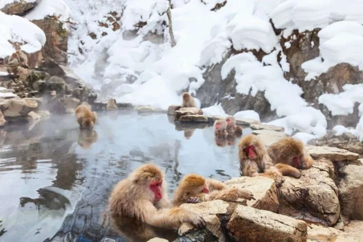 Japan's Snow Monkeys: A Tourist Attraction and Welfare Concern