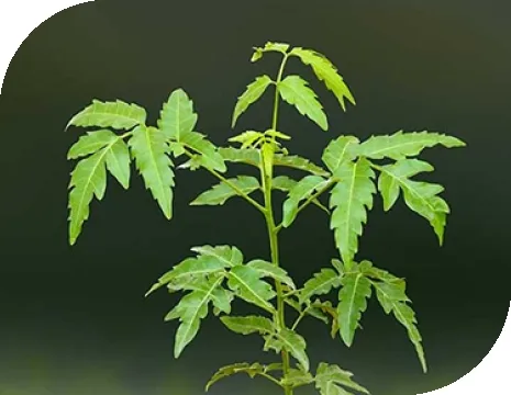 Neem: The Miracle Tree Enhancing Health and Sustainability...!!!