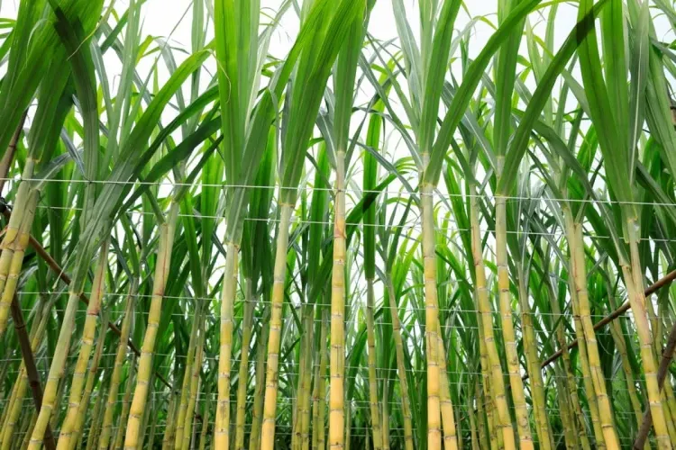 Sugarcane: Multifaceted Uses and Cultivation Practices...!!!