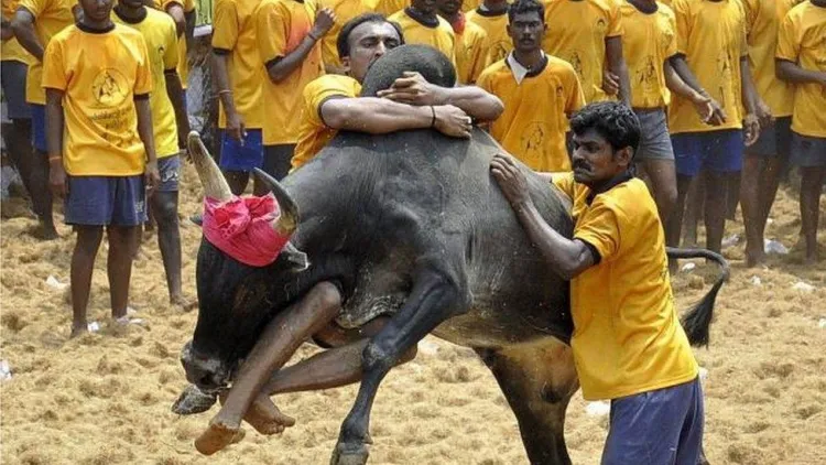 Bull Fighting in India: The Tradition of Jallikattu..!!!