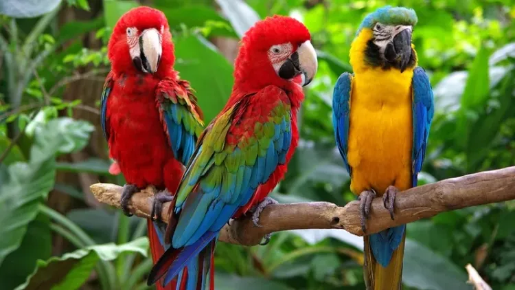 Parrots: Types and Characteristics...!!!