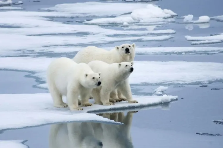 "Remarkable Polar Bears: Adaptation, Behavior, and Conservation...!!!