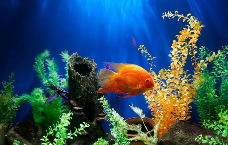 Types of Aquarium Fish and Their Colors...!!!