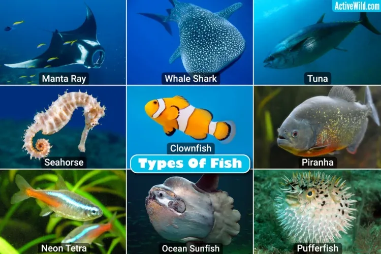 The Diverse World of Fish: Benefits and Uses in Human Life...!!!