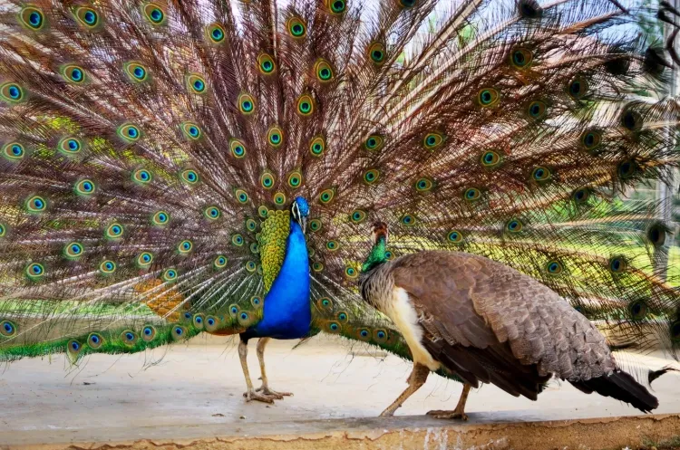 The Mesmerizing Peacock Dance: Types and Characteristics...!!!