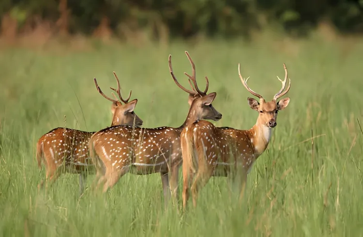 The World of Deer: Diet and Diverse Species Explored...!!!