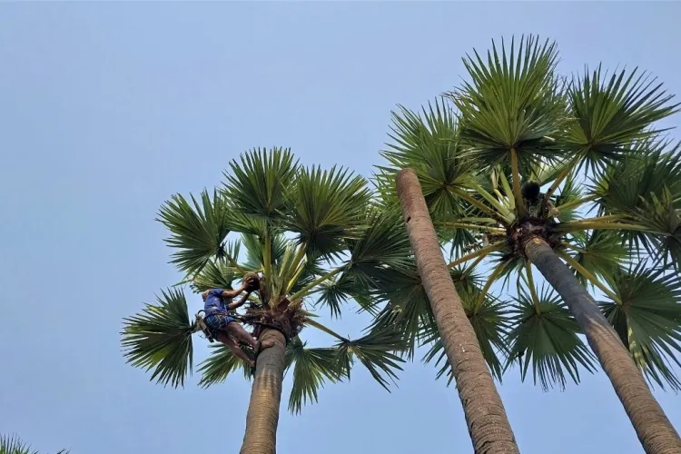 Palm Trees: A Symbol of Utility and Beauty...!!!