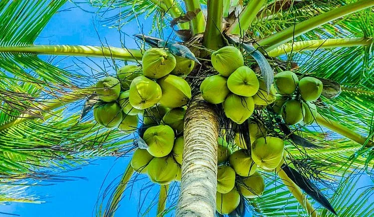 The Coconut Tree: A Symbol of Versatility and Sustainability...!!!