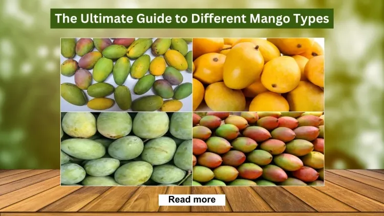 Exploring Mango Varieties and Their Pickles: A Flavorful Guide...!!!