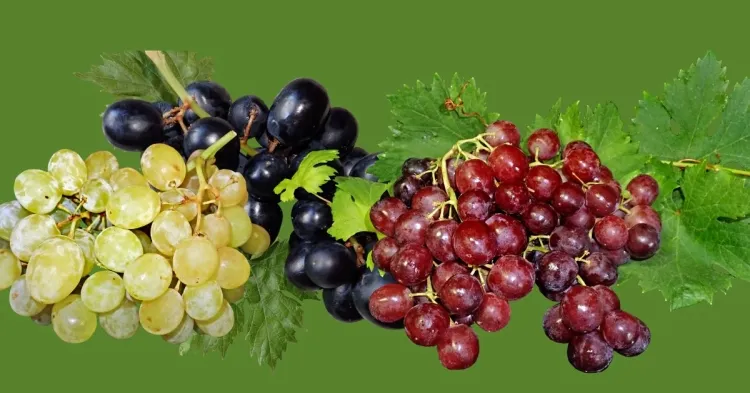 The Marvels of Grapes: Culinary and Nutritional Benefits...!!!