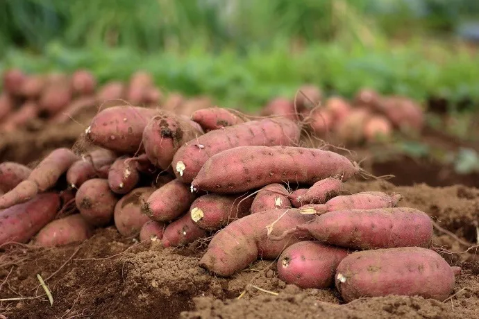 Sweet Potatoes: A Nutritional Powerhouse and Their Versatile Uses...!!!