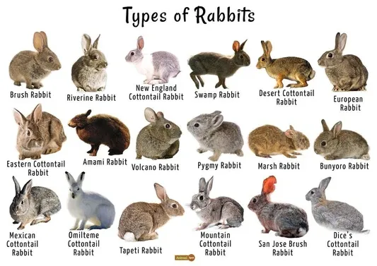 Rabbits: Discover the Stunning Diversity in Breeds, Colors, and Patterns...!!!