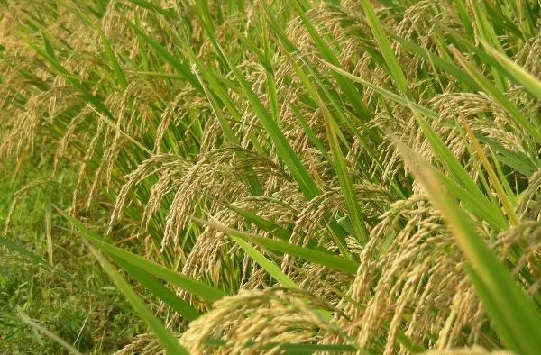 From Fields to Future: Innovations in Paddy Cultivation...!!!