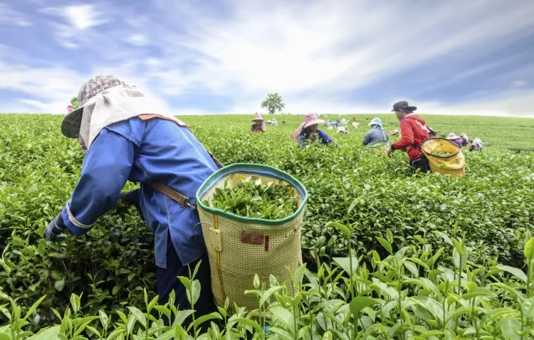 From Black to Herbal: Exploring the Versatility of Tea...!!!