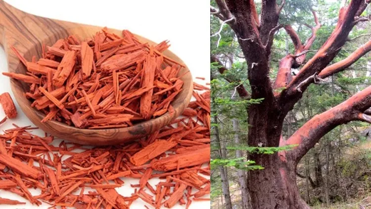 Sandalwood: A Fragrant Treasure and Timeless Healer...!!!