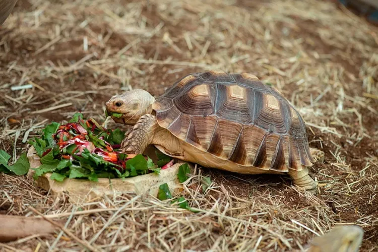 Tortoises: The Resilient Reptiles of Land...!!!