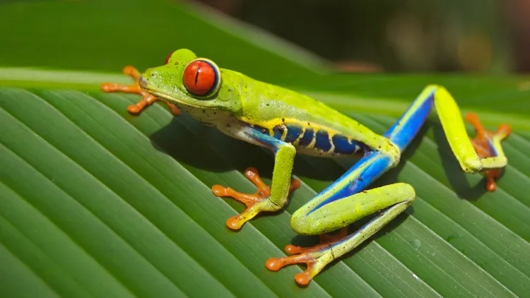 The Vital Role of Frogs: Nature's Ecological and Scientific Marvels...!!!