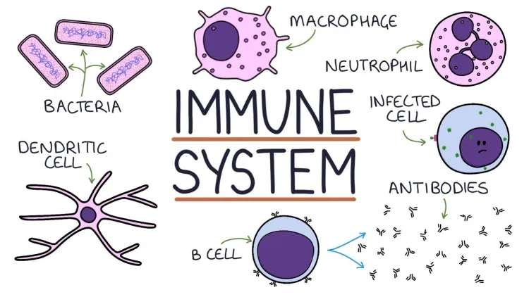 Human Immune System: Guardians Against Harmful Invaders...!!!