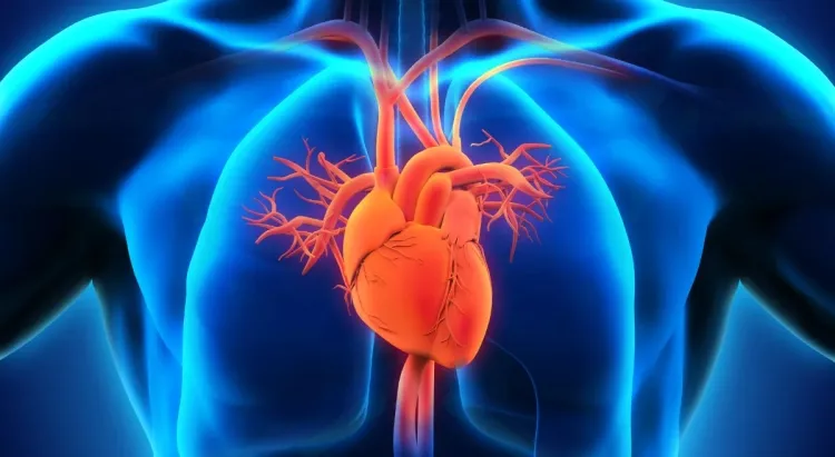 The Heart: The Lifeline of the Human Body...!!!