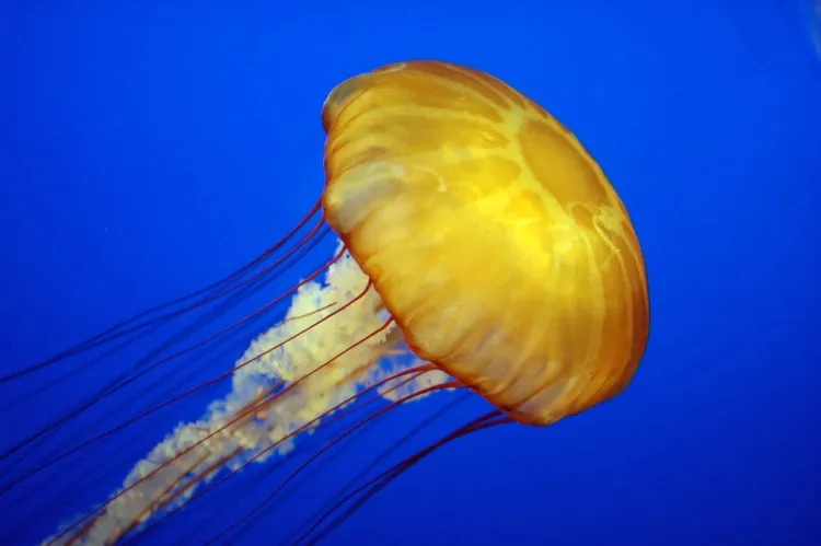 Jellyfish Wonders: Exploring Their Biology and Diverse Applications...!!!