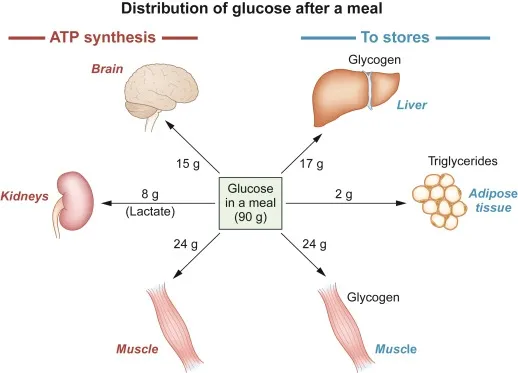 Making of Glucose and Its Uses...!!!