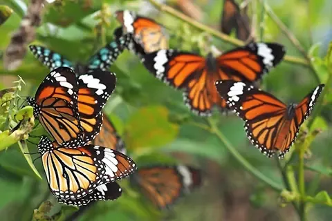 Types of Butterflies and Their Ecological Significance...!!!