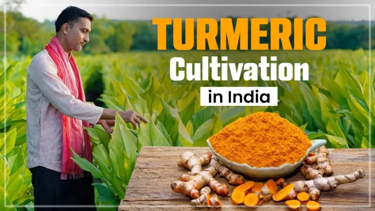 The Journey of Turmeric: From Farm to Household Uses...!!!