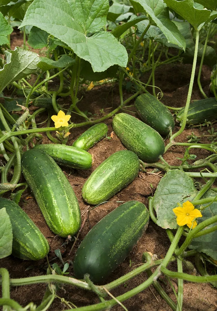 The Benefits and Uses of Cucumber (Keera)...!!!