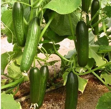 Cultivation of Cucumber...!!!