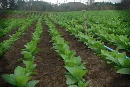 Tobacco Cultivation: Balancing Economic Benefits and Health Challenges through Sustainable Practices...!!!