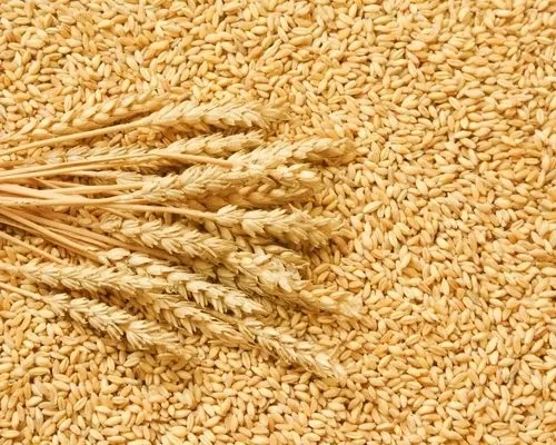 Wheat: A Globally Significant Staple Crop...!!!