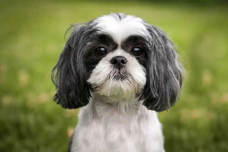 The Delightful Shih Tzu: A Charming Companion for All...!!!