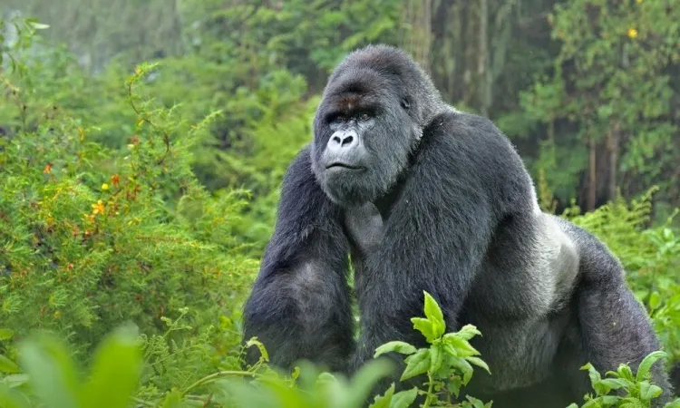 Gorillas: An In-Depth Look at Their Characteristics and Contributions...!!!