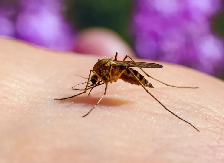 Mosquitoes: Fascinating Yet Troublesome Insects...!!!