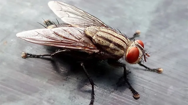 The Housefly: An Unassuming yet Intriguing Insect...!!!