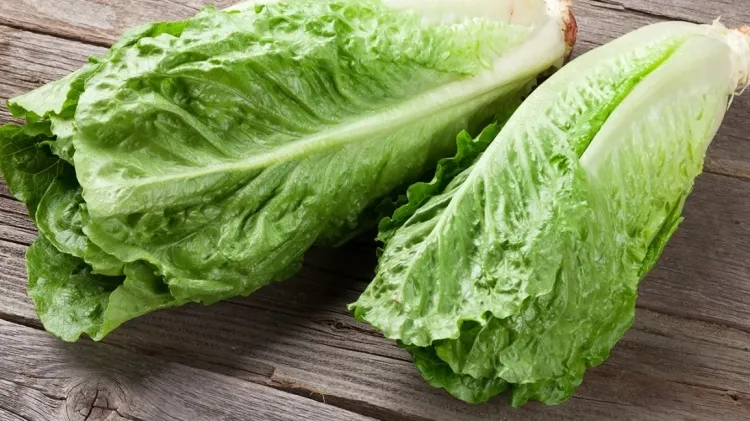 Lettuce: A Versatile and Nutritious Leafy Green...!!!