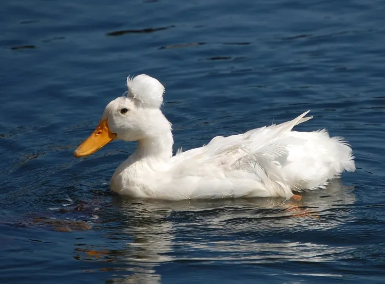 Ducks: Diverse, Adaptable, and Vital to Ecosystems Worldwide...!!!