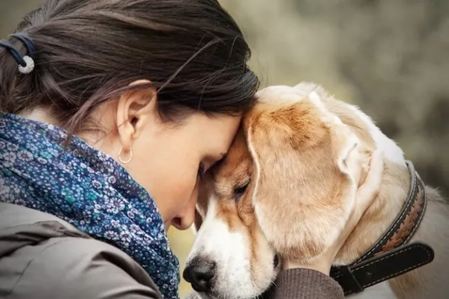 The Loyal Companions: Understanding Dogs...!!!