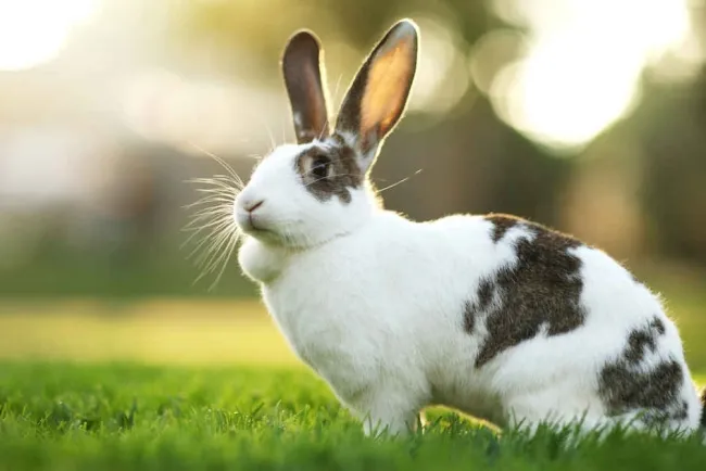 Understanding Rabbits: Fascinating Creatures of the Animal Kingdom...!!!