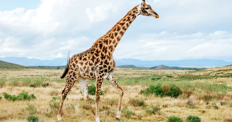 Giraffes: Majestic Behemoths of the African Plains...!!!