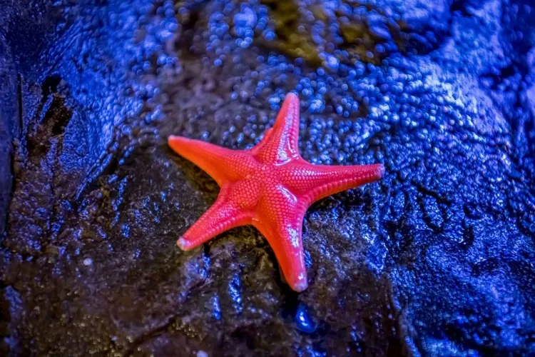 The Fascinating World of Starfish...!!!