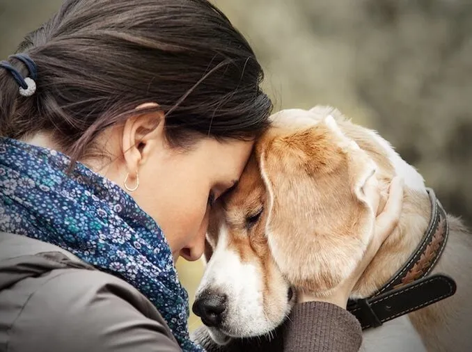 The Loyal Companions: Understanding Dogs...!!!