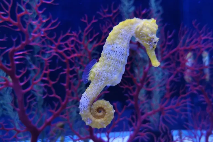 The Mystical World of Seahorses: Nature's Astonishing Artistry...!!!