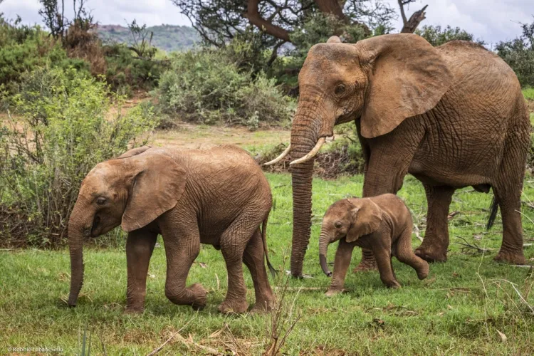 The Majestic Elephant: Giants of the Animal Kingdom...!!!