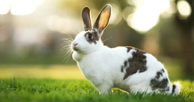 Understanding Rabbits: Fascinating Creatures of the Animal Kingdom...!!!