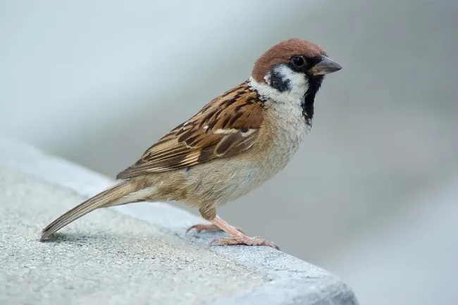 "The Vanishing Sparrows: A Call to Save Our Feathered Friends"