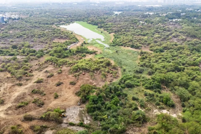 "The Silent Cry of HCU Forest: A Struggle for Survival"